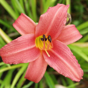 Hemerocallis hybrid PINK DAMASK Co1,5-2