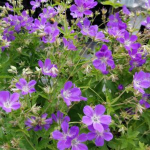 Geranium JOHNSON′S BLUE Co1,5-2