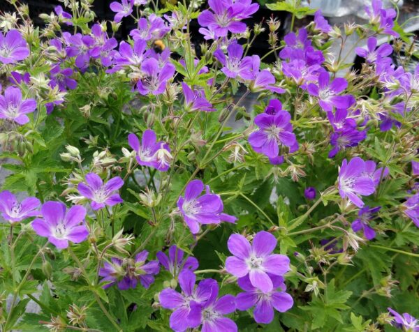 Geranium JOHNSON′S BLUE Co1,5-2