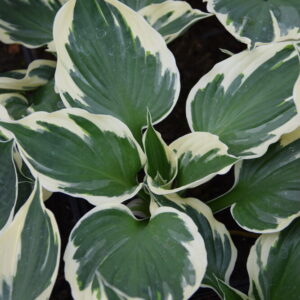 Hosta fortunei MINUTEMAN Co1,5-2