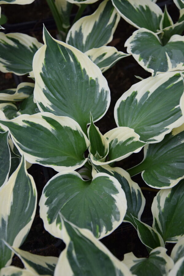 Hosta fortunei MINUTEMAN Co1,5-2