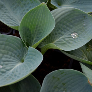 Hosta ABIQUA DRINKING GOURD Co1,5-2