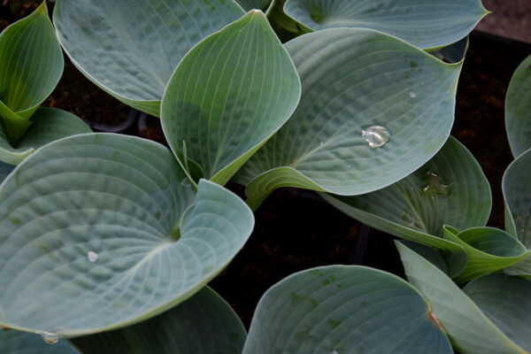 Hosta ABIQUA DRINKING GOURD Co1,5-2