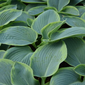 Hosta sieboldiana FRANCES WILLIAMS Co1,5-2