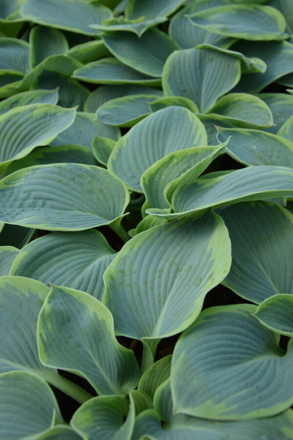 Hosta sieboldiana FRANCES WILLIAMS Co1,5-2