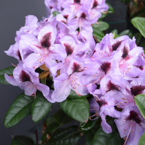 Rhododendron METALLICA 50-60