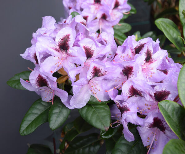 Rhododendron METALLICA 50-60