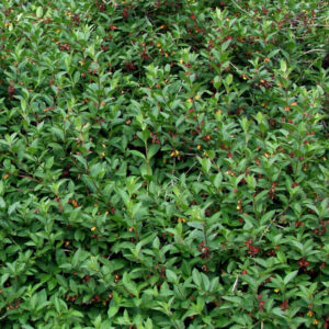 Lonicera involucrata SATU