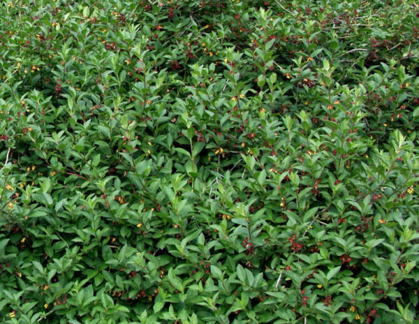 Lonicera involucrata SATU