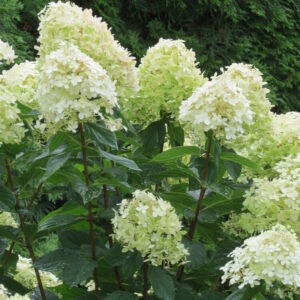 Hydrangea paniculata LIMELIGHT 120- rungolla