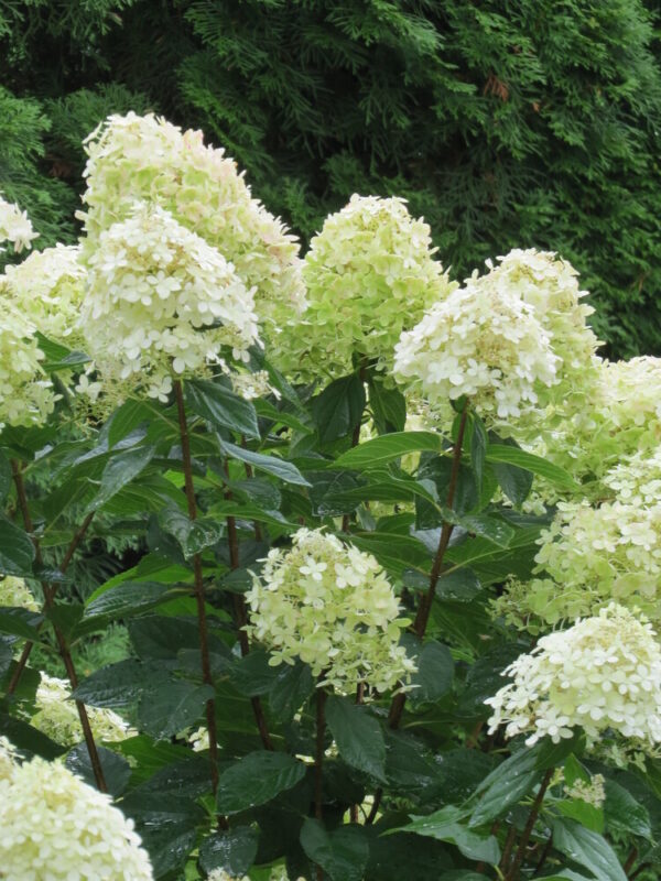 Hydrangea paniculata LIMELIGHT 120- rungolla
