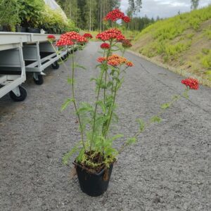 Achillea millefolium PAPRIKA Co1,5-2
