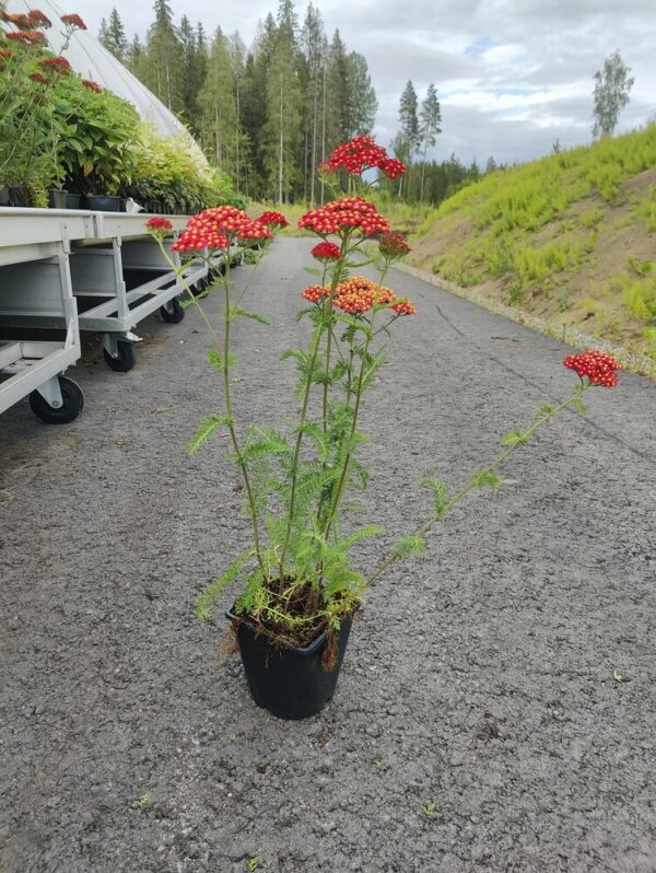 Achillea millefolium PAPRIKA Co1,5-2