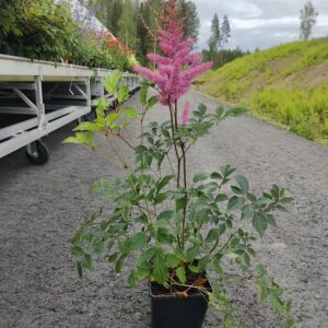 Astilbe Arendsii  AMETHYST Co1,5-2