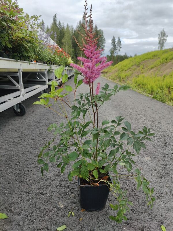 Astilbe Arendsii  AMETHYST Co1,5-2