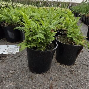 Dryopteris filix-mas Co1,5-2