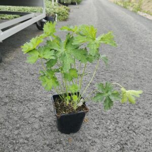 Geranium magnificum Co 1.5 - 2L