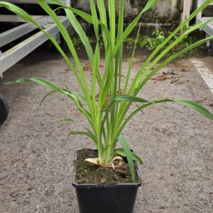Hemerocallis lilio-asphodelus (FLAVA) Co1,5-2