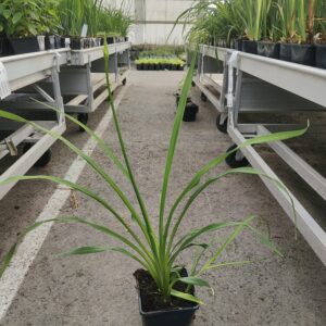 Hemerocallis hybrid ATEN Co1,5-2