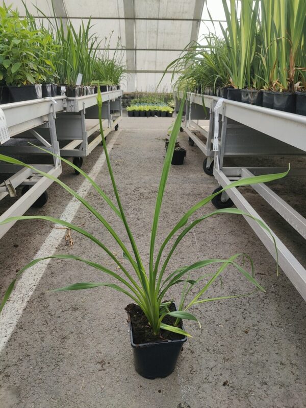 Hemerocallis hybrid ATEN Co1,5-2