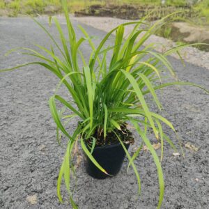 Hemerocallis SAMMY RUSSEL Co 1.5 - 2L