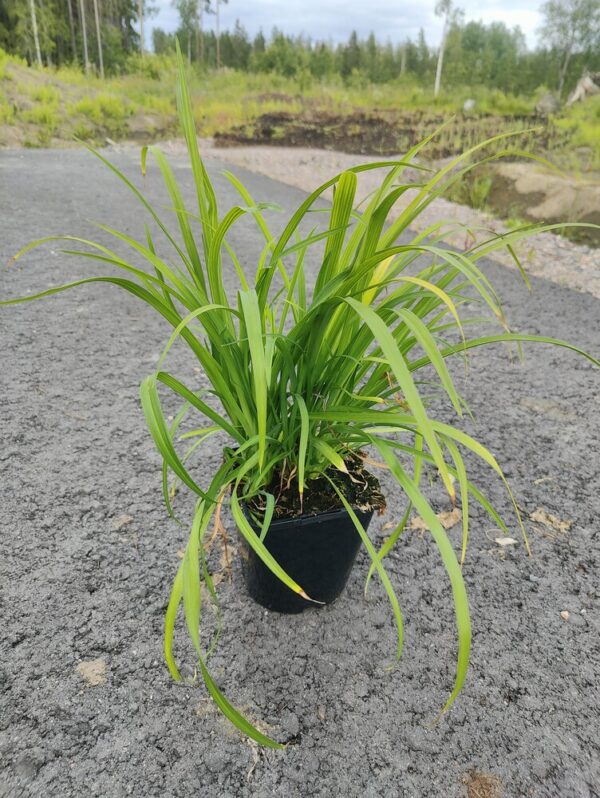 Hemerocallis SAMMY RUSSEL Co 1.5 - 2L