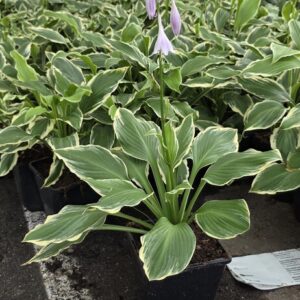 Hosta undulata ALBOMARGINATA Co1,5-2