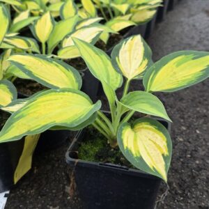 Hosta tarhafunkia-ryhmä ORANGE MARMALADE Co1,5-2