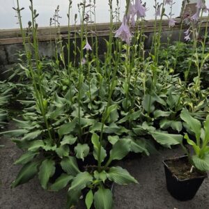 Hosta undulata MEDIOVARIEGATA Co1,5-2