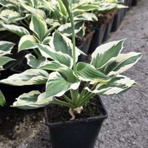 Hosta fortunei PATRIOT Co1,5-2