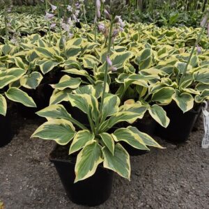 Hosta tarhafunkia-ryhmä WIDE PRIM Co1,5-2
