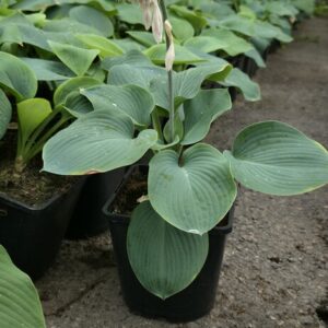 Hosta sieboldiana ELEGANS Co1,5-2