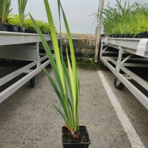 Iris pseudacorus Co1,5-2