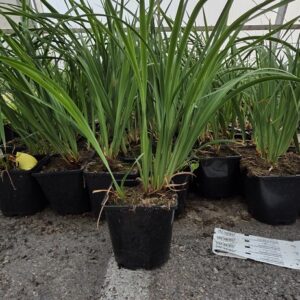 Iris sibirica CAESAR′S BROTHER Co1,5-2