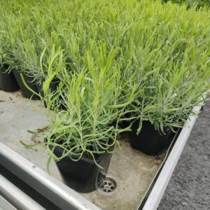 Lavandula angustifolia DWARF BLUE Co 1,5-2