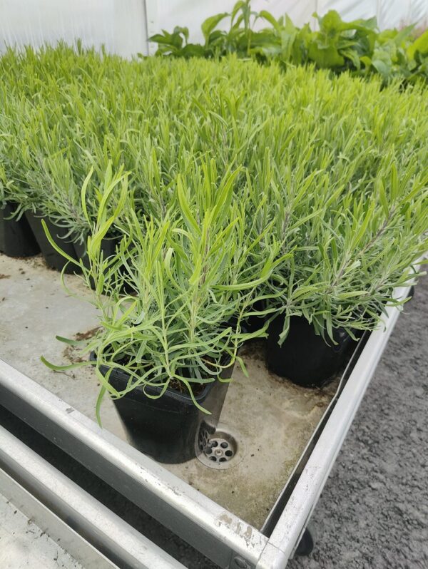 Lavandula angustifolia DWARF BLUE Co 1,5-2