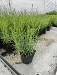 Lavandula angustifolia HIDCOTE Co 1,5-2