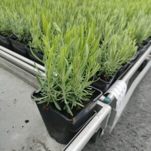 Lavandula angustifolia ROSEA Co 1,5-2
