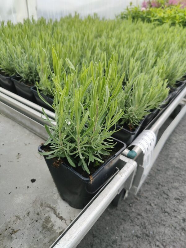 Lavandula angustifolia ROSEA Co 1,5-2