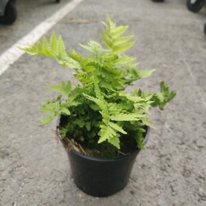 Matteuccia struthiopteris Co1,5-2