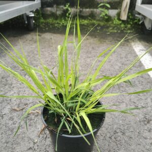 Molinia caerulea MOORHEXE Co1,5-2