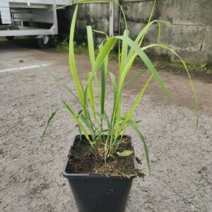 Molinia caerulea var. arundicaea TRANSPARENT Co1,5-2