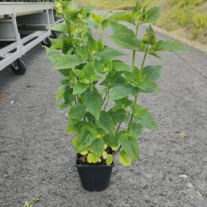 Monarda didyma BEE FREE Co1,5-2