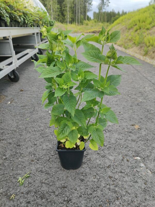 Monarda didyma BEE FREE Co1,5-2