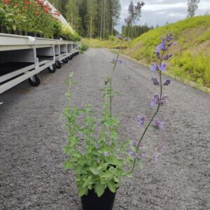 Nepeta x fassenii  SIX HILLS GIANT Co1,5-2