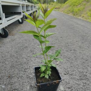 Phlox paniculata BLUE BOY Co1,5-2