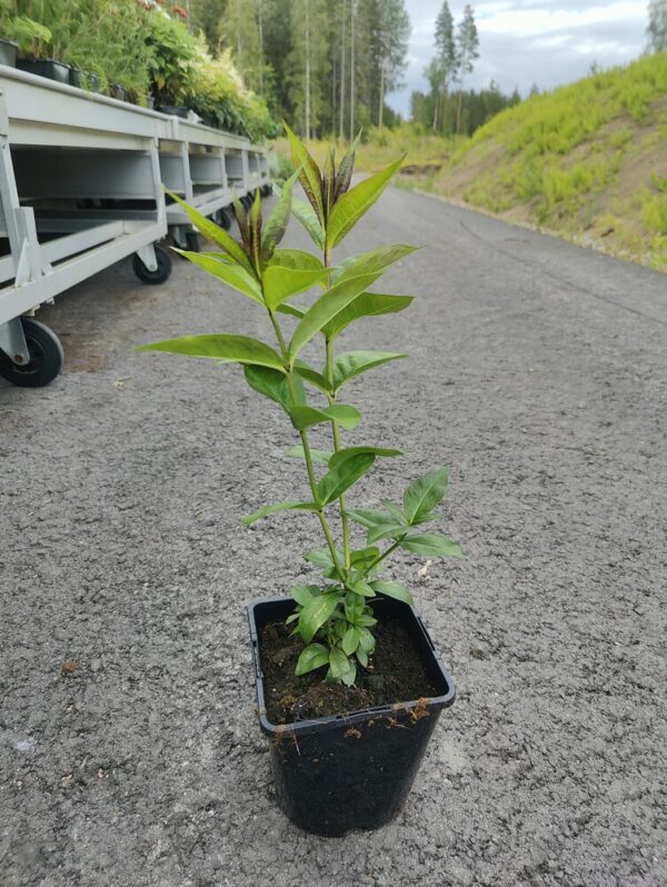 Phlox paniculata BLUE BOY Co1,5-2