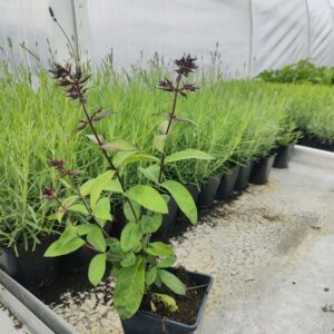 Phlox paniculata BLUE PARADISE Co 1,5-2