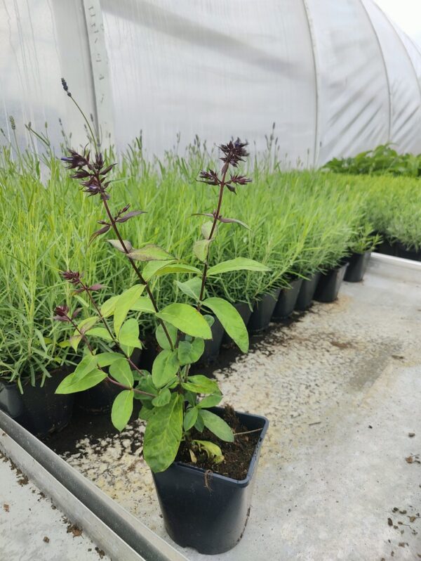 Phlox paniculata BLUE PARADISE Co 1,5-2