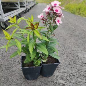 Phlox paniculata BRIGHT EYES Co1,5-2